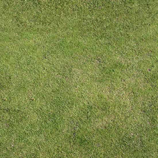 grass texture image