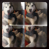 icon for Their/They're/There / Pacemaker - Them Dogs
