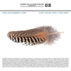 icon for The Appleseed Cast - Low Level Owl: Volume 1 + 2