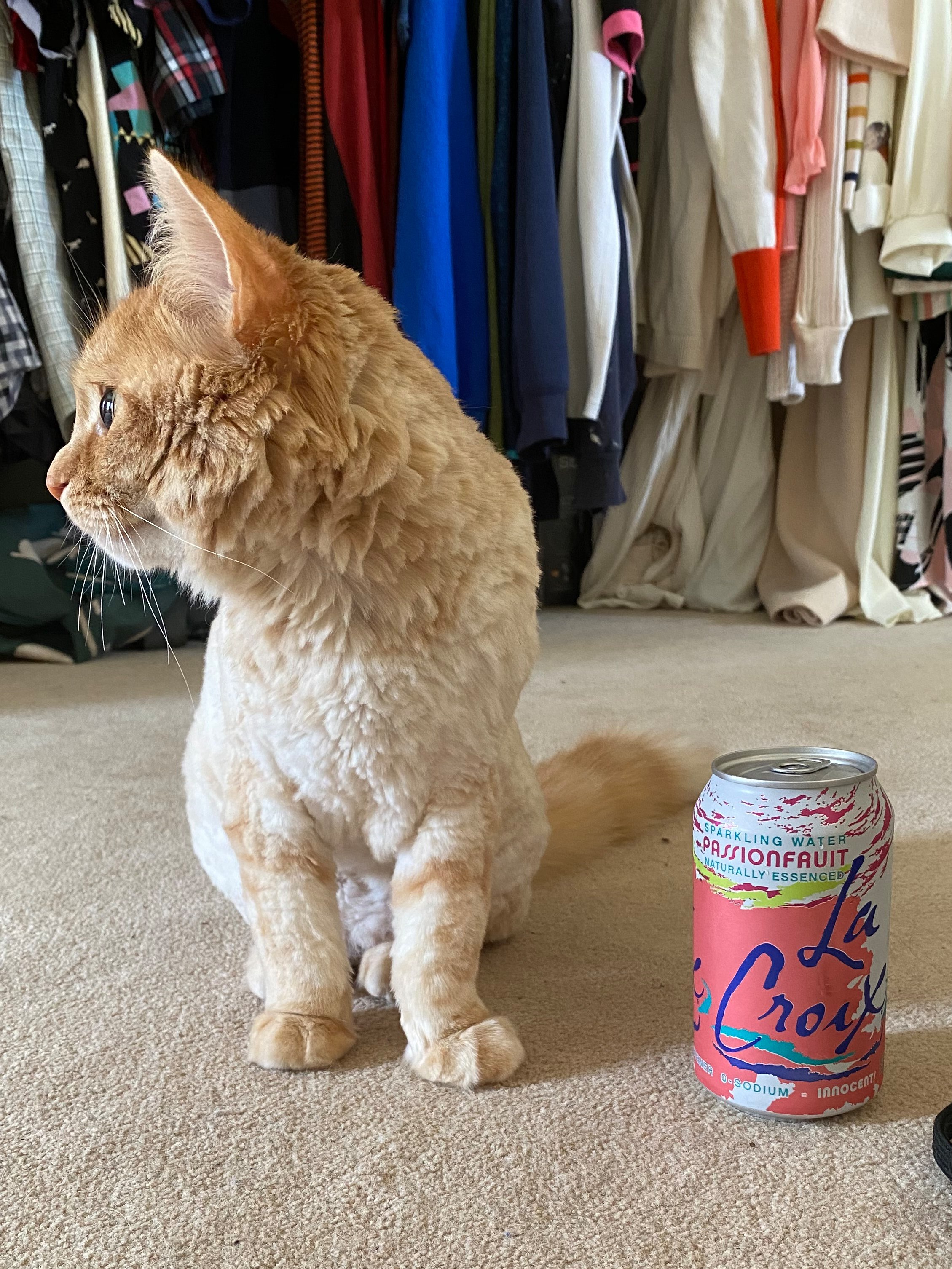 Soda can for size.<br />05/26/2020 @ 12:42<br />Camera: iPhone 11 Pro<br />Lens: iPhone 11 Pro back triple camera 4.25mm f/1.8