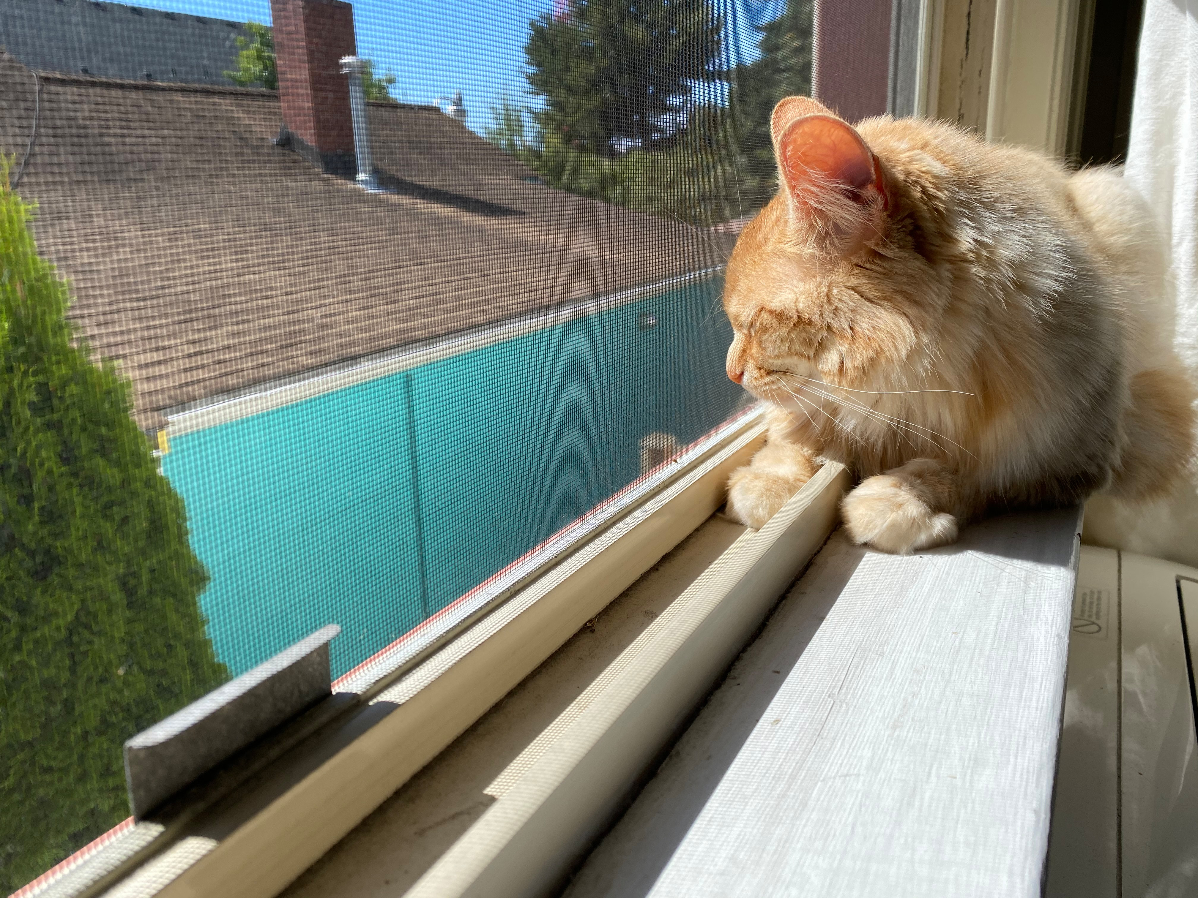Sleepin' in the sun<br />08/30/2020 @ 12:27<br />Camera: iPhone 11 Pro<br />Lens: iPhone 11 Pro back triple camera 4.25mm f/1.8