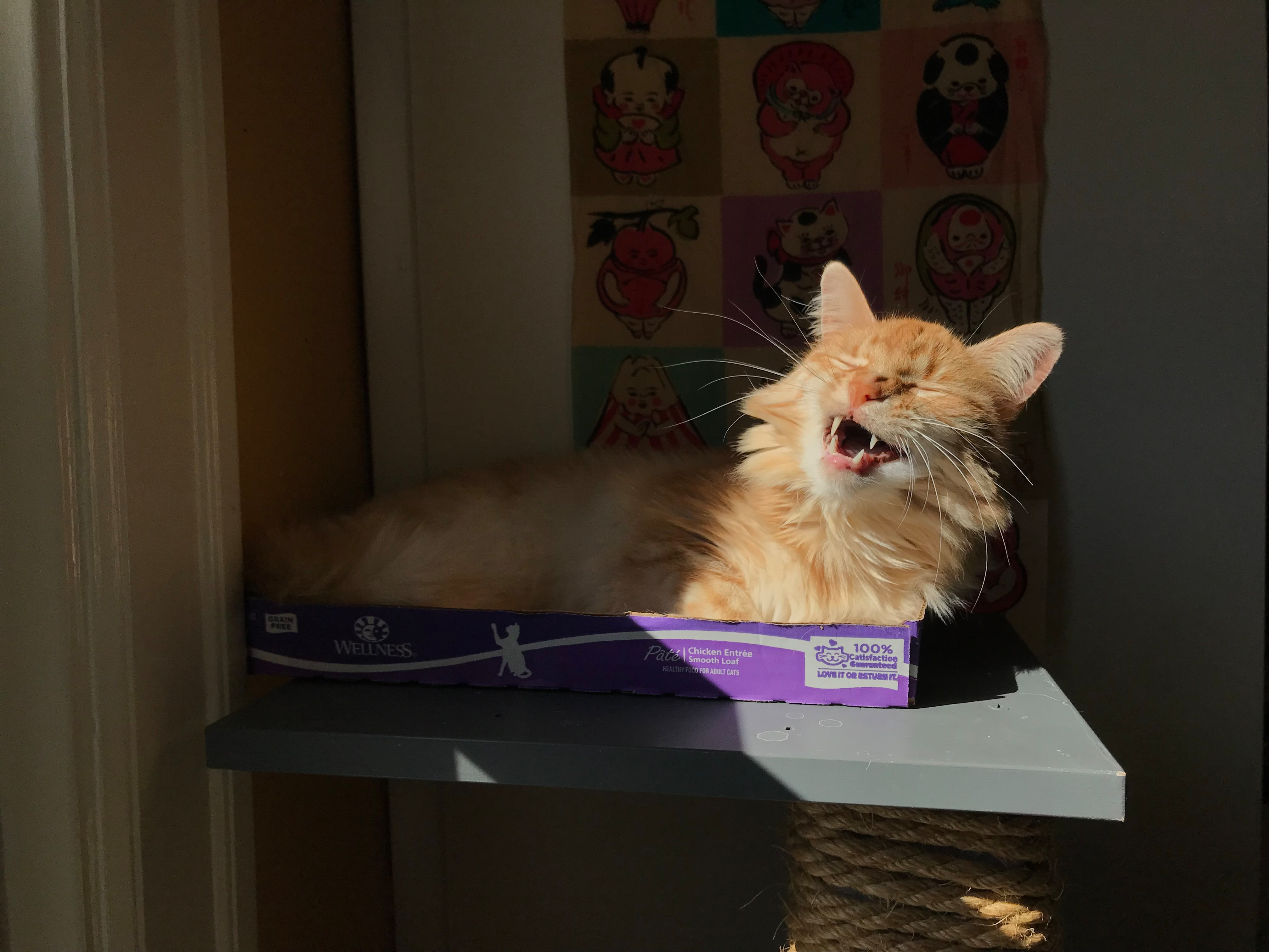 Angry yawn.<br />09/30/2024 @ 11:20<br />Camera: iPhone 7<br />Lens: iPhone 7 back camera 3.99mm f/1.8