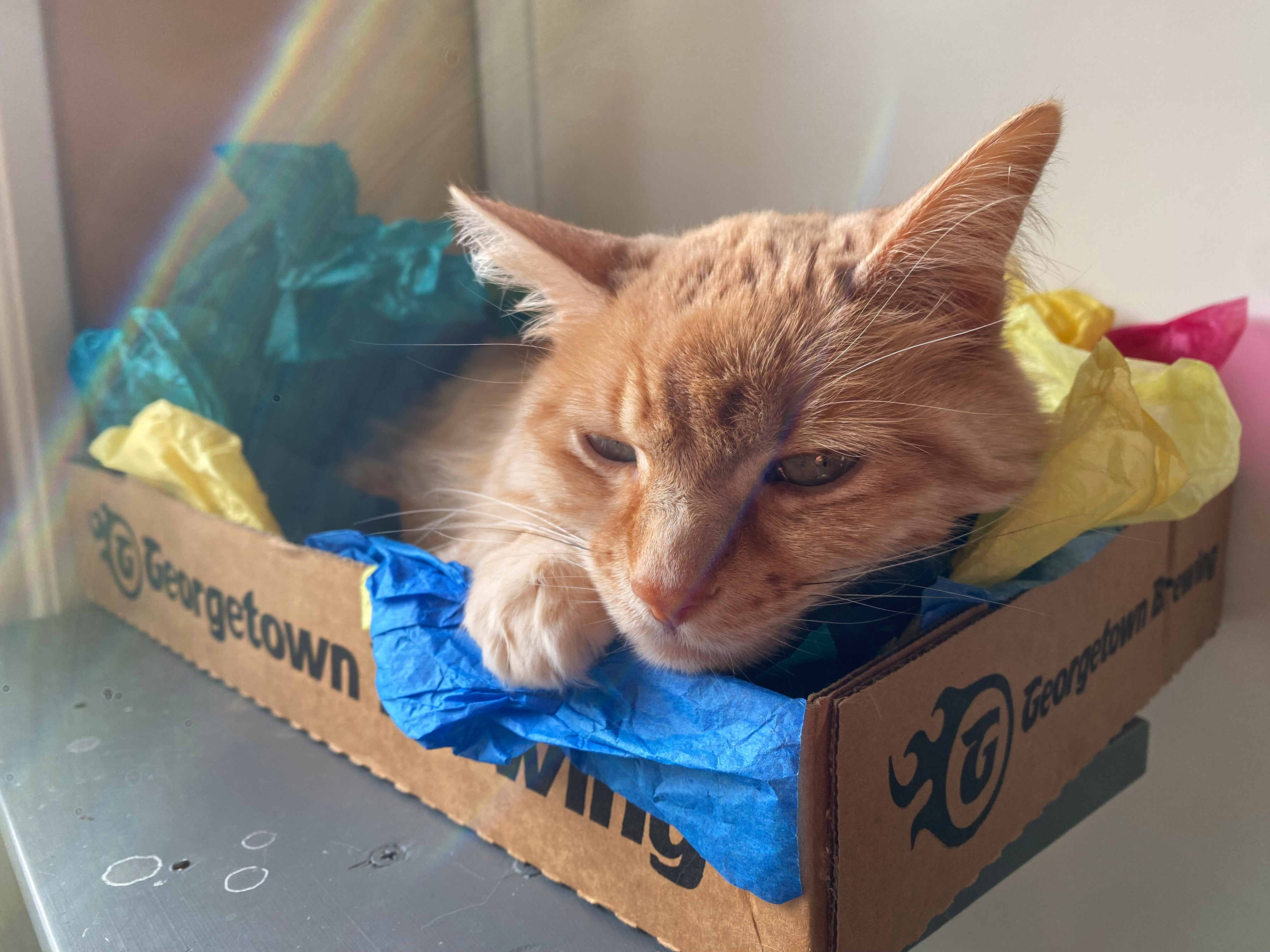 The finest of cat beds.<br />12/31/2024 @ 12:09<br />Camera: iPhone 11 Pro<br />Lens: iPhone 11 Pro back triple camera 4.25mm f/1.8