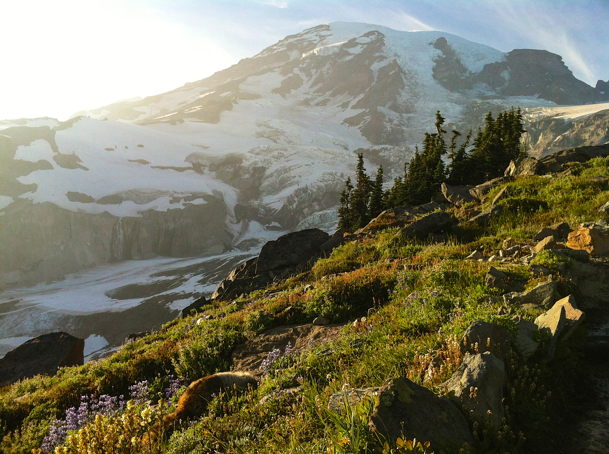Mt. Rainier, a marmot, a blooming wildflower meadow.... Don't move here, please.<br />08/13/2012 @ 18:52<br />Camera: iPhone 4