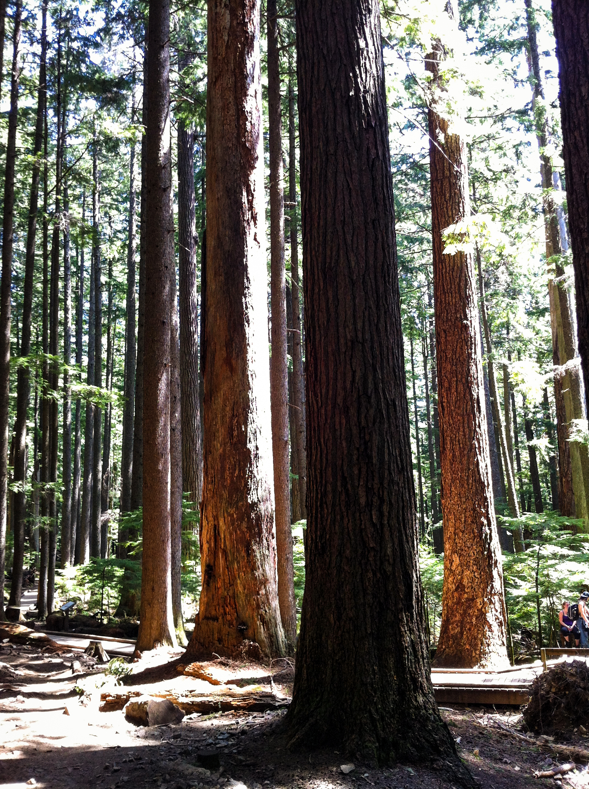 Some tall trees mark the beginning of the really steep stuff about 2 miles up Mt. Si.<br />05/19/2012 @ 12:39<br />Camera: iPhone 4