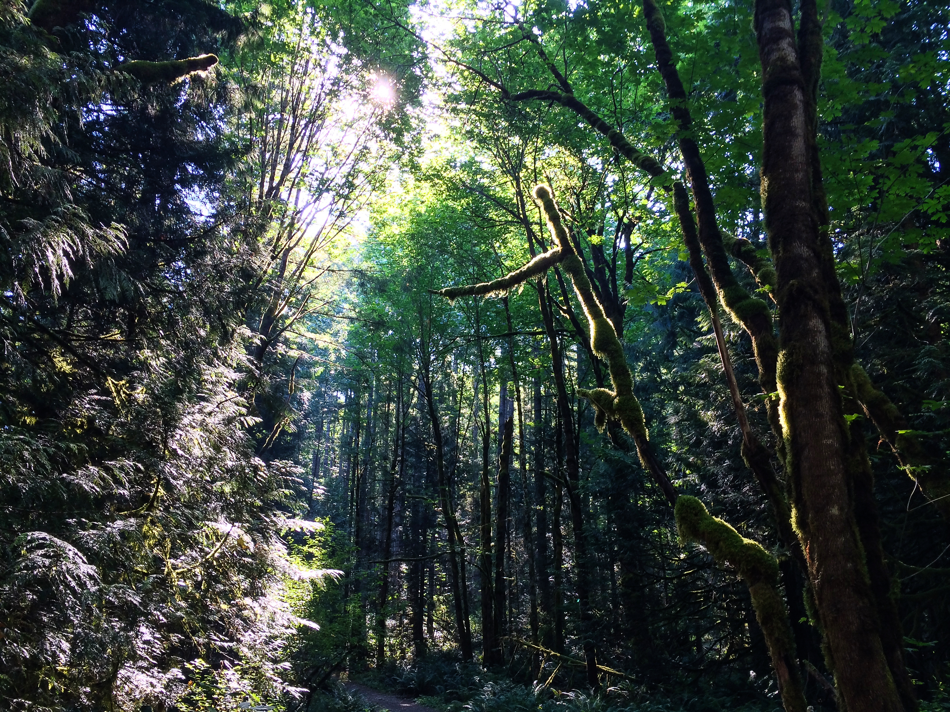 Tiger Mountain is not my favorite hike. It was sunny above the trees, but only blasts of it filtered through like lasers.<br />07/14/2014 @ 09:49<br />Camera: iPhone 5s<br />Lens: iPhone 5s back camera 4.12mm f/2.2