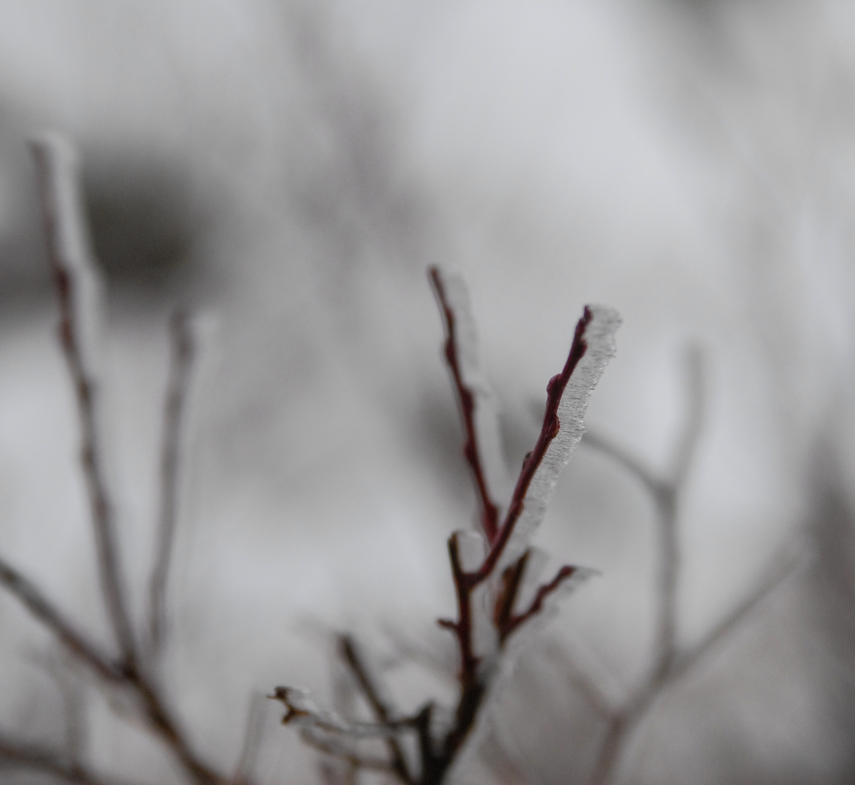 As I climbed Pilchuck in December it got icier, as promised. I tried to capture some of the formations on dormant plants.<br />12/22/2014 @ 09:59<br />Camera: NIKON D200<br />Lens: 28.0-75.0 mm f/2.8