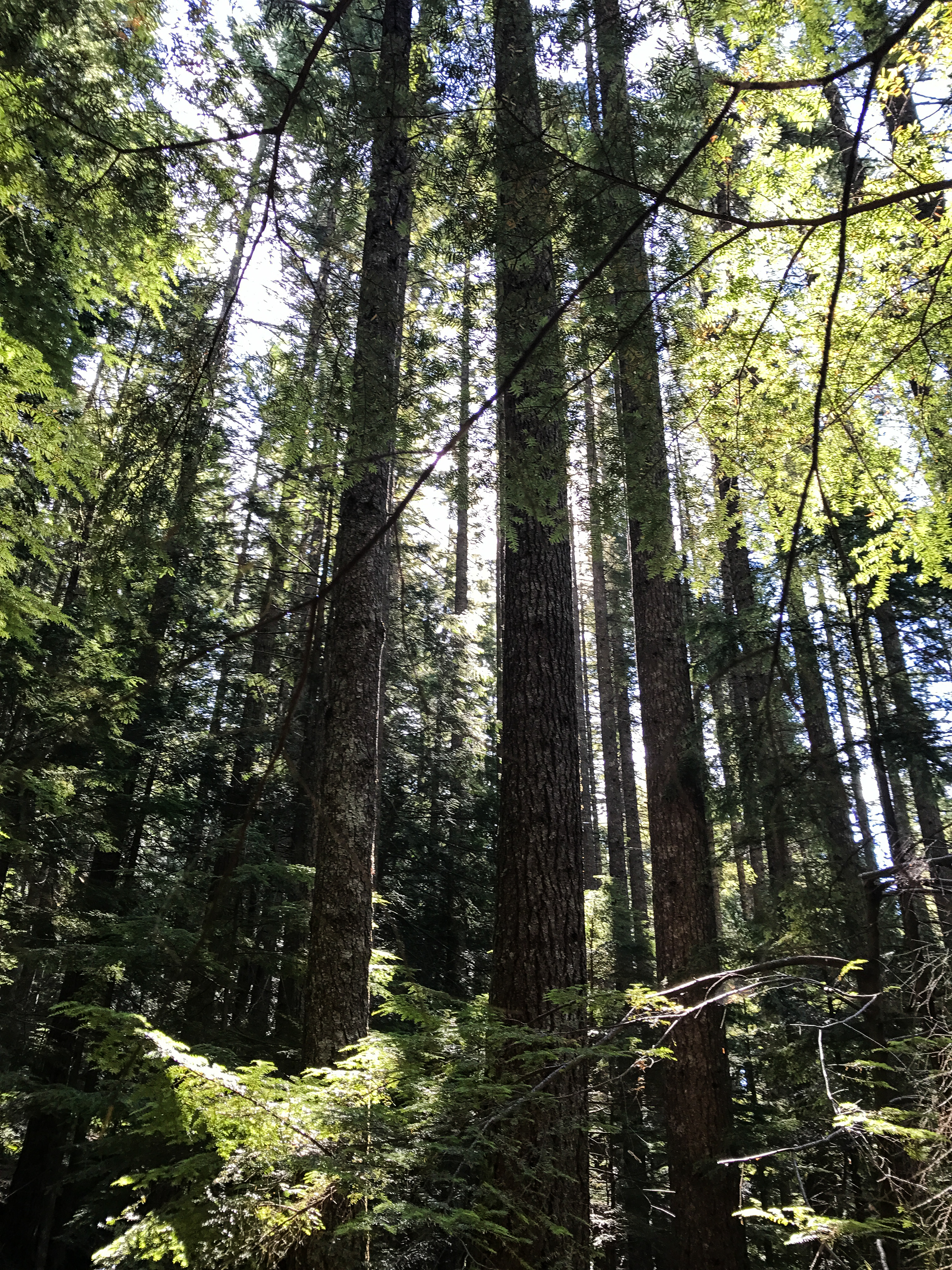 Light through the trees on Granite Mountain<br />07/14/2017 @ 09:27<br />Camera: iPhone 7<br />Lens: iPhone 7 back camera 3.99mm f/1.8