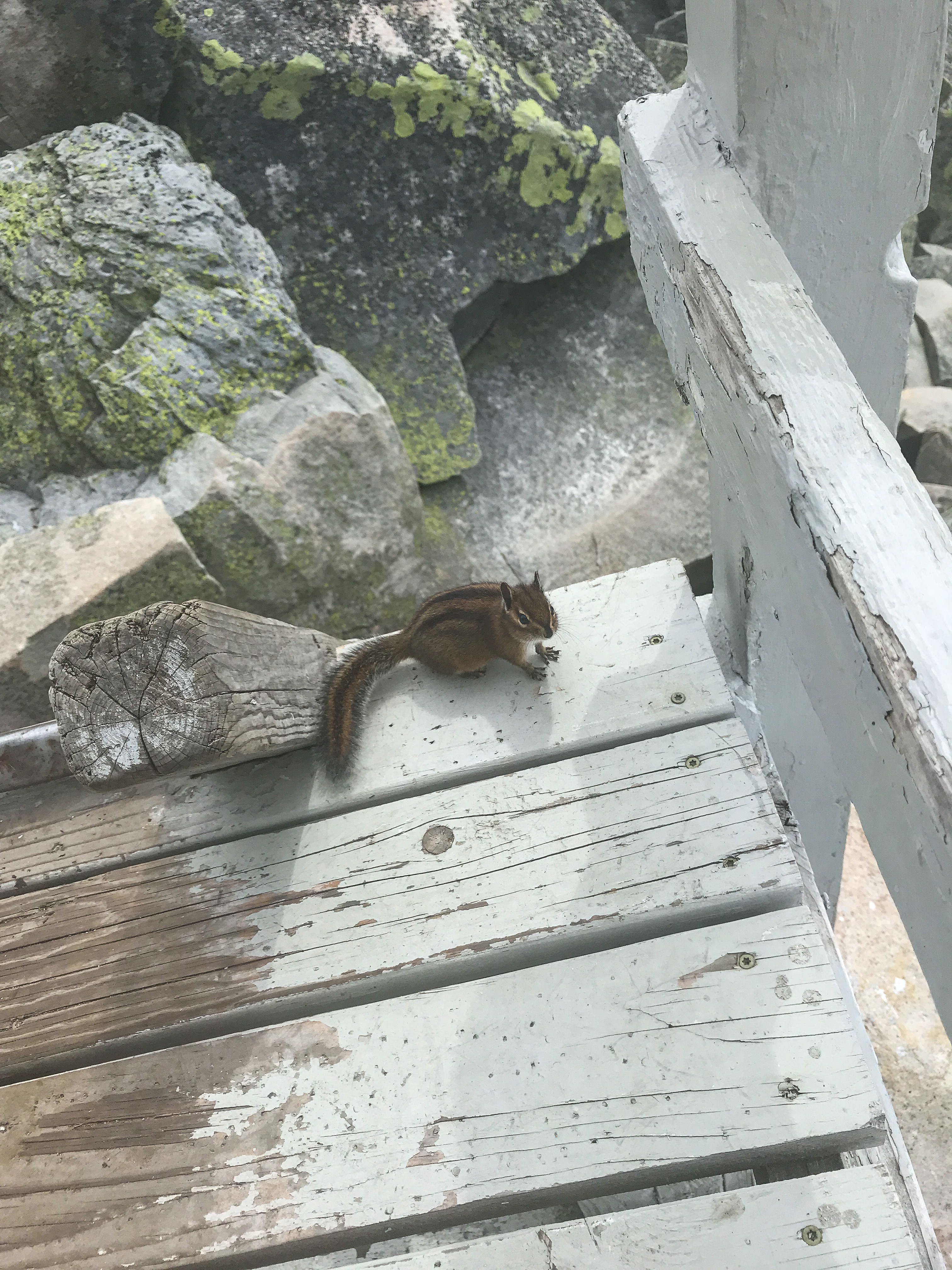 Chipmunk friend on the Pilchuck lookout.<br />06/27/2018 @ 11:17<br />Camera: iPhone 7<br />Lens: iPhone 7 back camera 3.99mm f/1.8