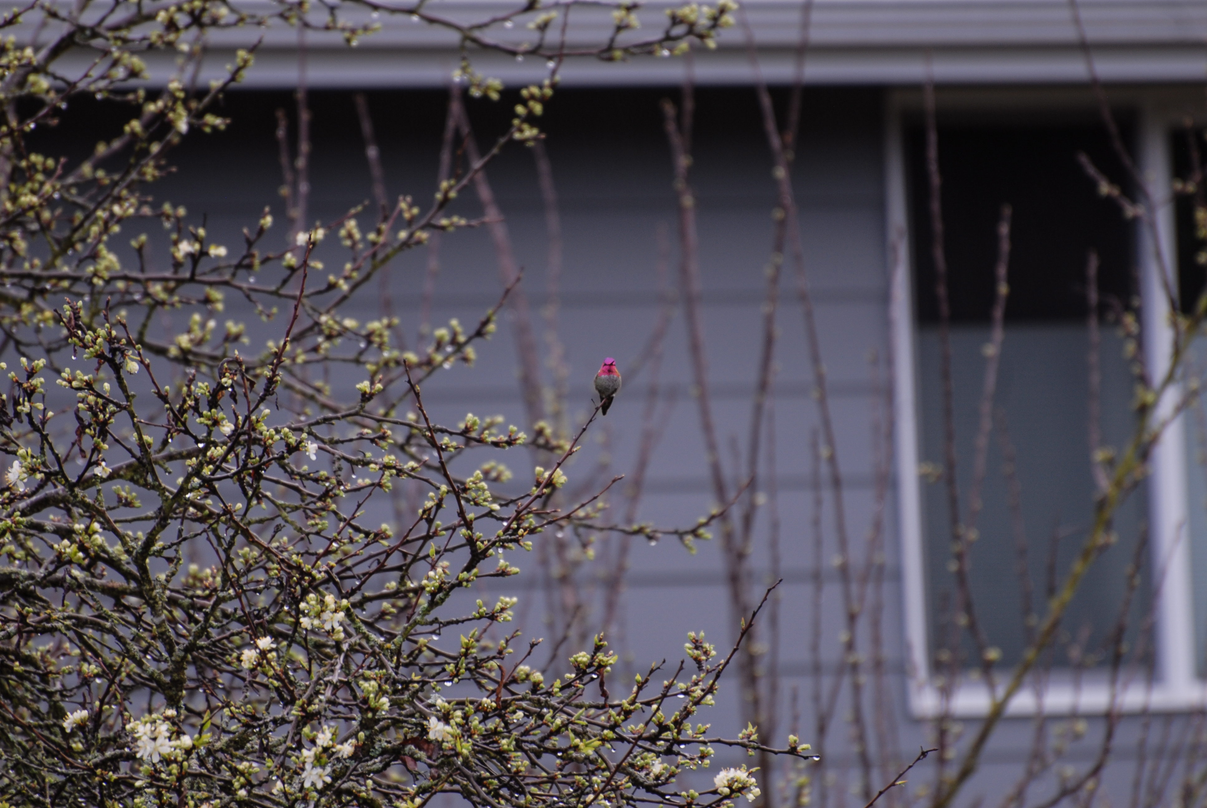 <br />04/05/2018 @ 19:24<br />Camera: NIKON D200<br />Lens: 70.0-300.0 mm f/4.5-5.6