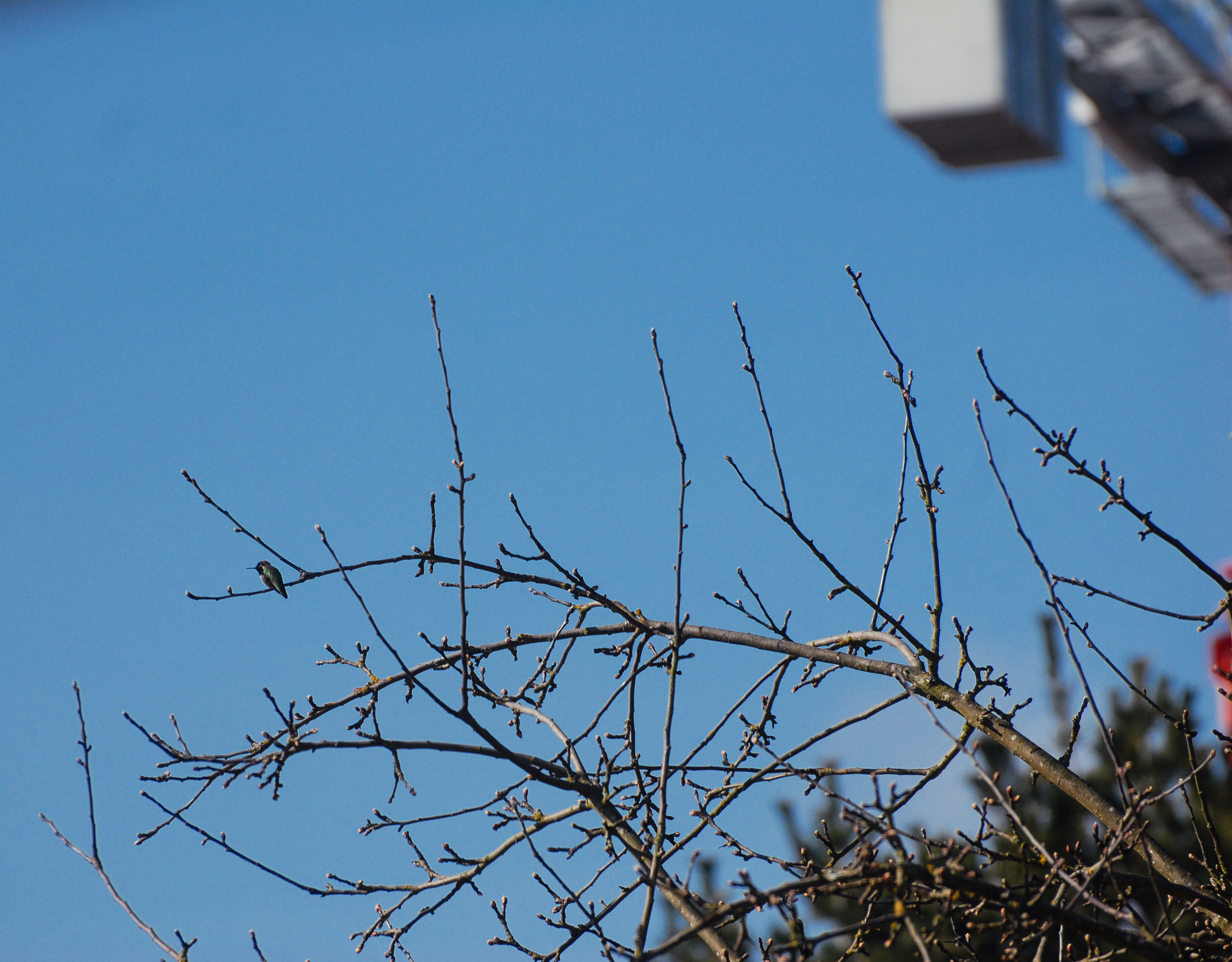 A hummingbird and a crane.<br />03/19/2020 @ 10:47<br />Camera: NIKON D200<br />Lens: 70.0-300.0 mm f/4.5-5.6