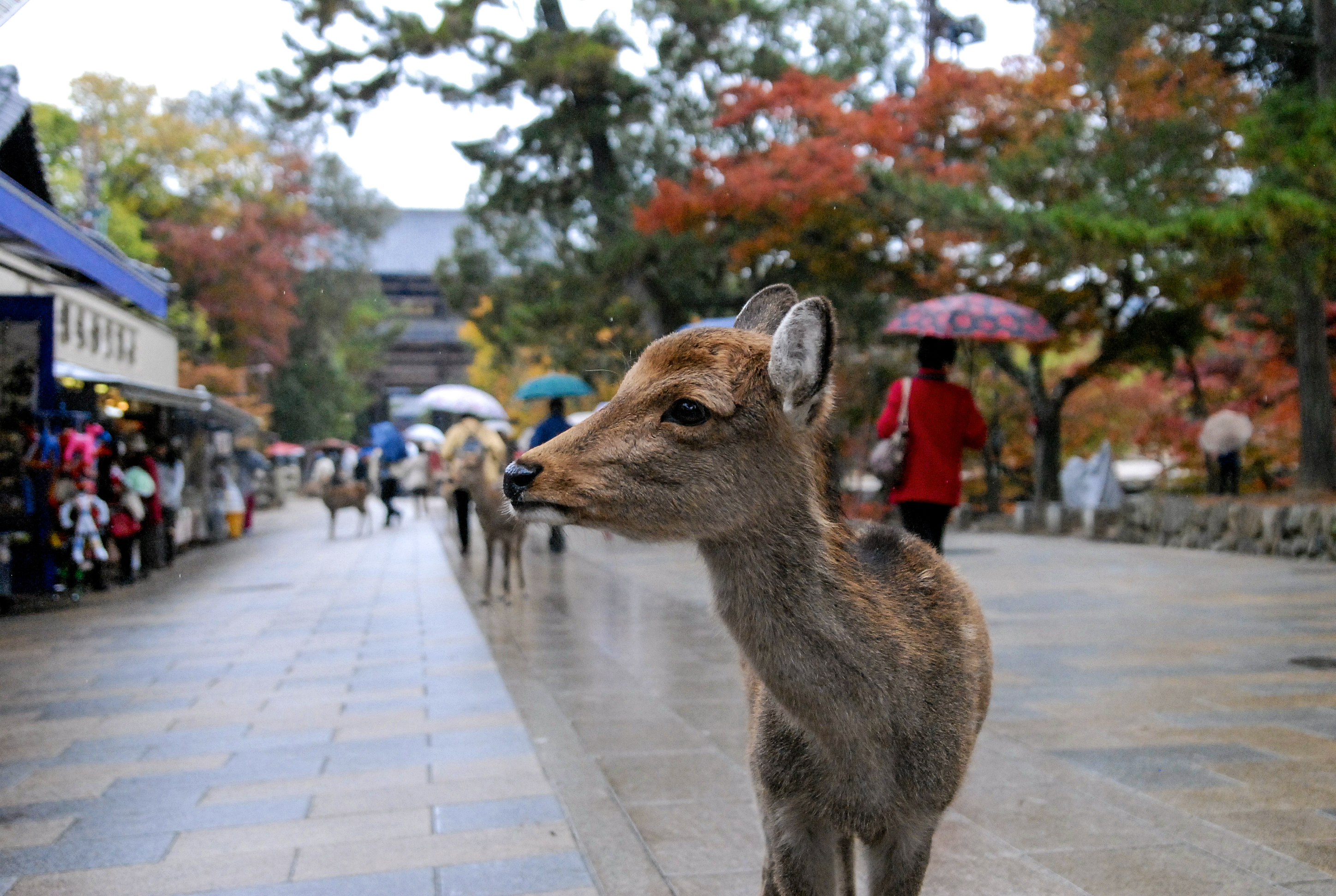 Nara, Japan. 2012.<br />11/16/2012 @ 18:37<br />Camera: NIKON D200<br />Lens: Tamron SP AF 28-75mm f/2.8 XR Di LD Aspherical (IF) Macro (A09)