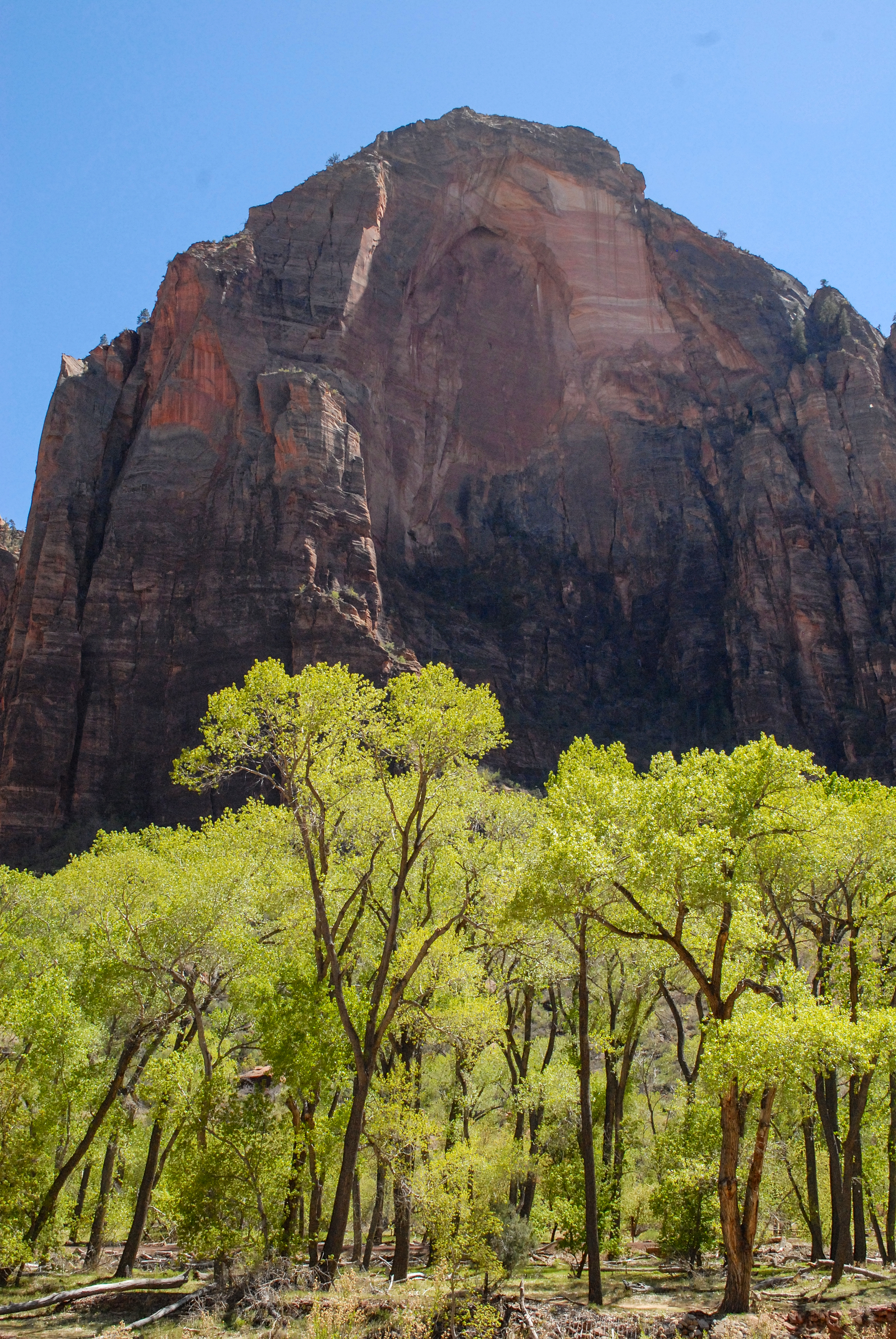 Zion National Park. 2014.<br />04/06/2014 @ 12:41<br />Camera: NIKON D200<br />Lens: AF-S DX VR Zoom-Nikkor 18-55mm f/3.5-5.6G